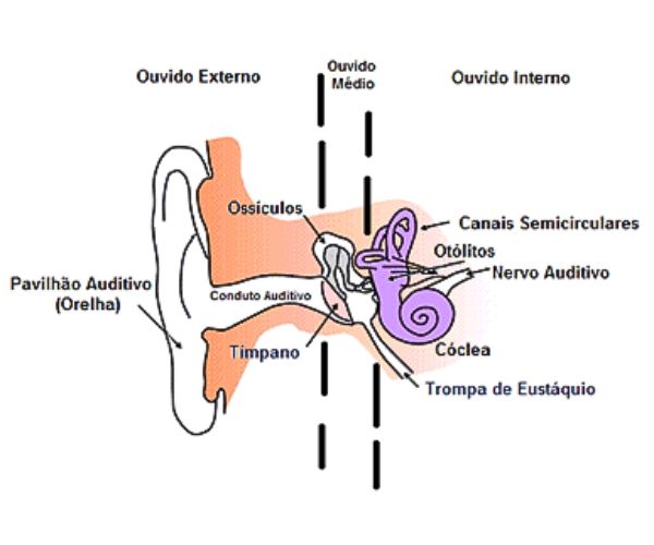 SPTF Departamento Audição imagem ouvido da Sociedade Portuguesa da Terapia da Fala